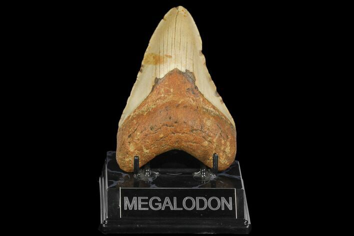Fossil Megalodon Tooth - North Carolina #124905